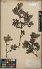 Foto von Salix glauca L. x Salix nigricans Sm.